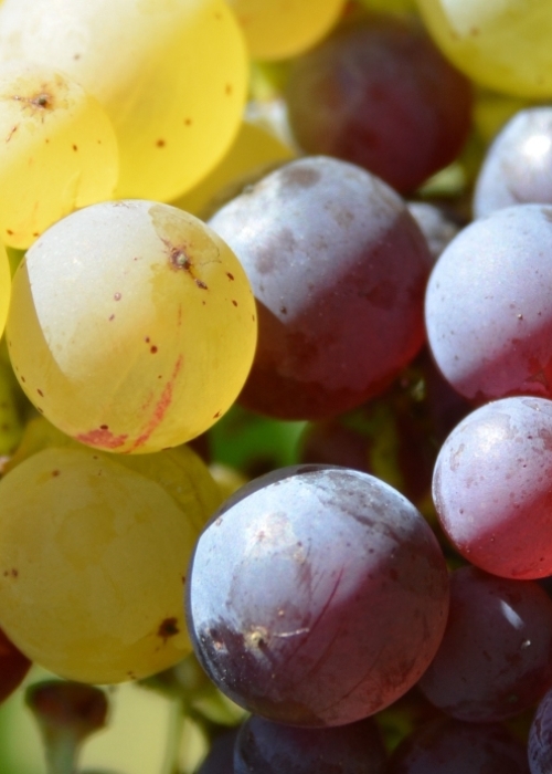 Roter Riesling Mutation ANT 6010